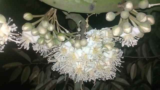 cách thụ phấn cho cây sầu riêng